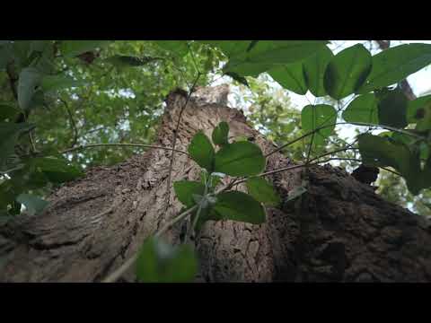 Eco Venao